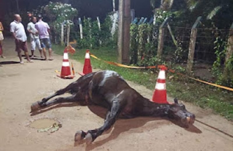 Cavalo-morre-apos-sofrer-descarga-eletrica-na-zona-rural-de-Cachoeira-e1672957200559.jpg