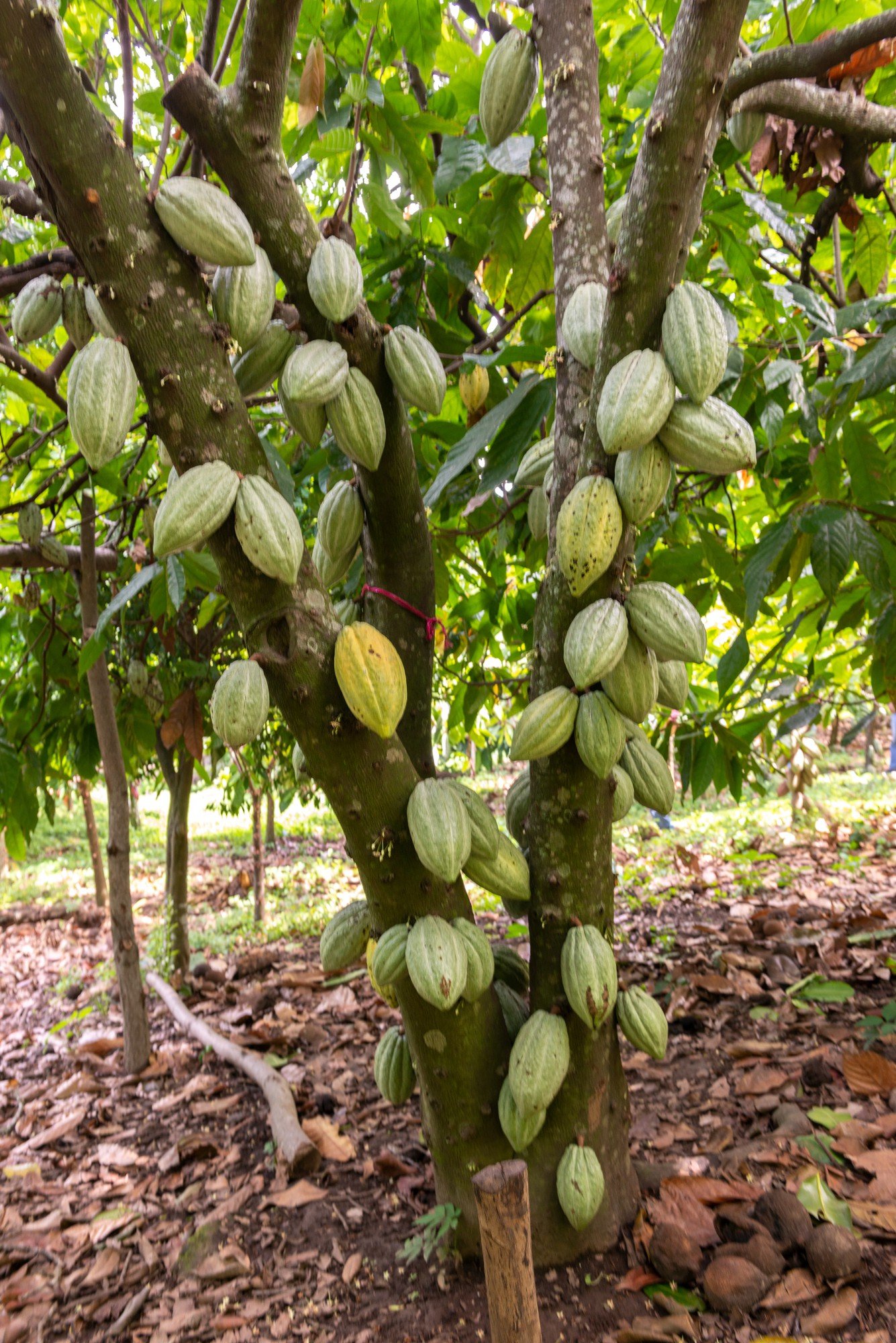 foto-de-foco-seletivo-vertical-de-theobroma-cacao-crescendo-em-uma-arvore-se-preparando-para-se-tornar-chocolate.jpg