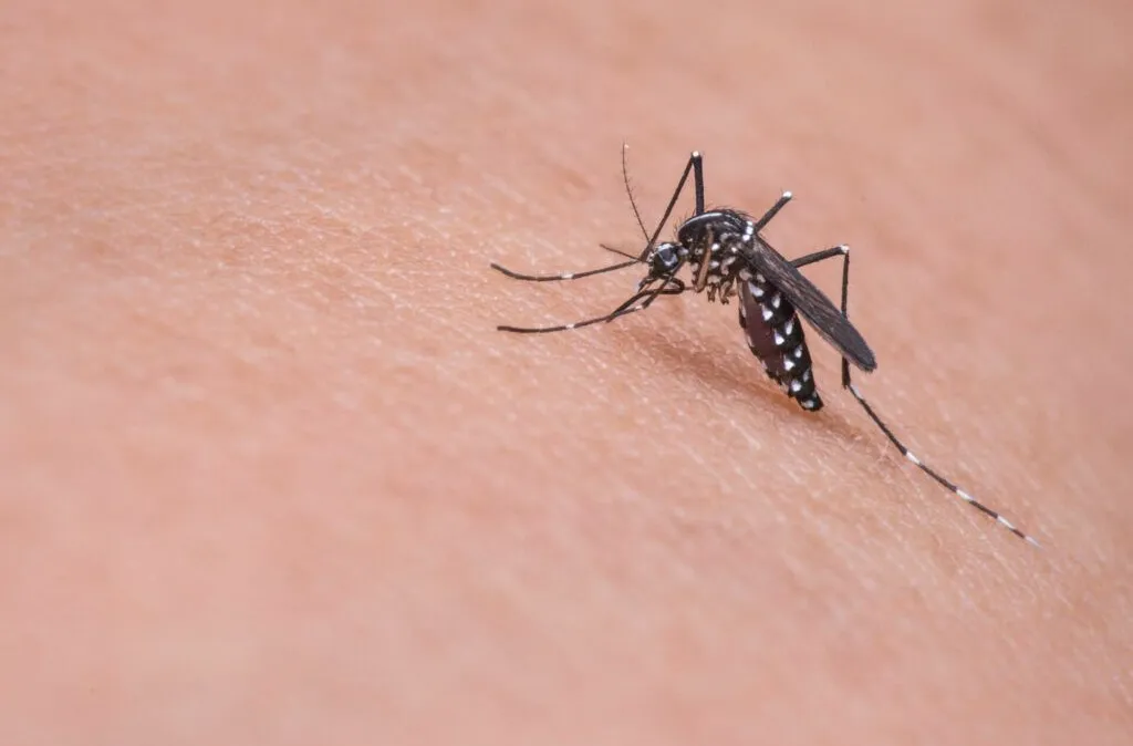 mosquito-dengue-aedes.jpeg.webp