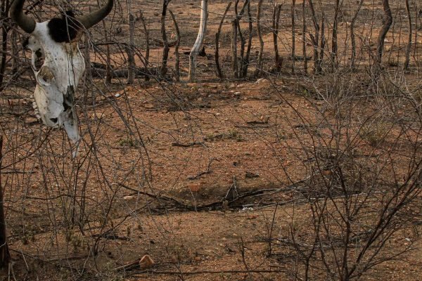 Estiagem: Defesa Civil reconhece emergência em cidades do Nordeste