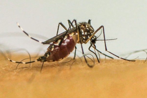 Infecções por Aedes aegypti elevam risco de complicações no parto