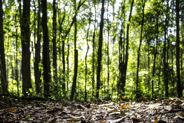 Produção florestal do país cresce 16,7% e chega a R$ 44,3 bi em 2024