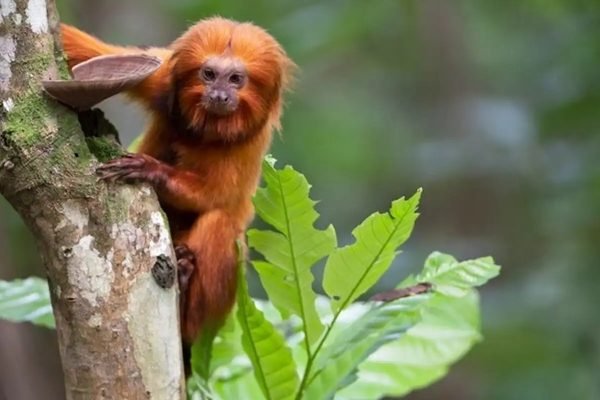 TV Brasil apresenta maratona de série sobre animais em extinção