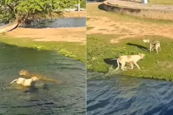 VIDEO-cachorro-e-atacado-por-jacare-e-nao-come-reg0128100400202502181956-ScaleOutside-1.webp