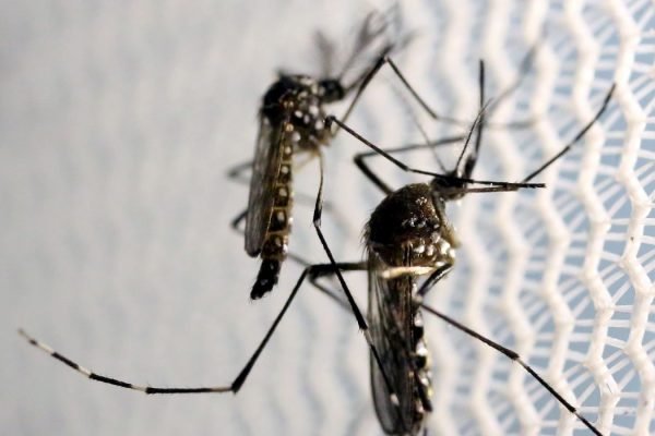 aedes-dengue.jpg