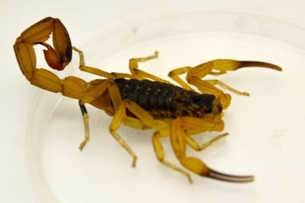 escorpiao-e1640126251970.jpg