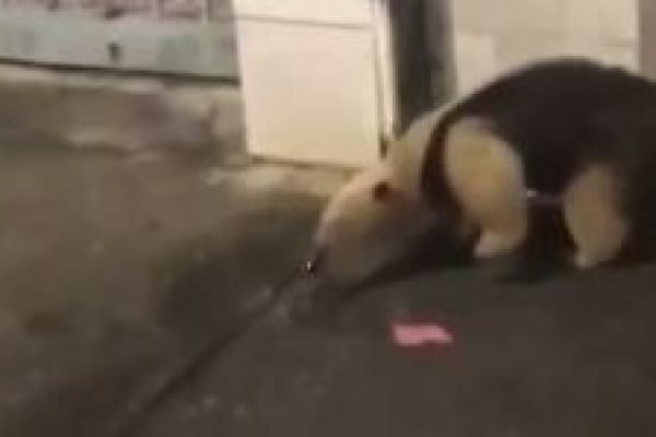 tamandua.jpg