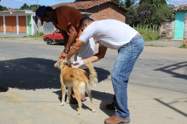 vacinacao-caes.jpeg